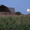 Luna corn