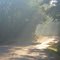 Misty Country Road