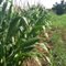 cornfield