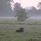 Misty morning scene.