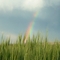 Montana's Promise