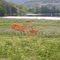Barasingha doe and fawn