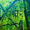 Hanging Tropics