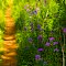 Multicolored Pathway