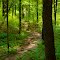 Walking the Forest