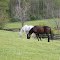 Horses of Central Kentucky