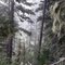 Misty Forest