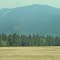 Contrasting Golden Grasslands And Green Forests Near Thompson Falls MT Sep '12