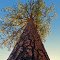 Mammoth Pine