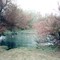 Frog Pond