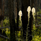 Beargrass in bloom