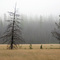 Glacier National Park meadow  September 2009