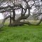 Very old oak tree, ranch in West Texas -- comments attached