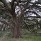 Very old oak tree #2 - West Texas