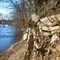 Roots over the River