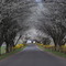 Road in Virginia