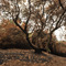 Trail From West Camino Cielo (post GAP Fire)
