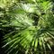 Needle Palms Collection
