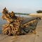 Mississippi River driftwood