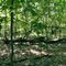 Crete Forest Panorama