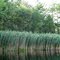 Maple Lake Reeds