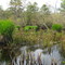 Atlantic County Park Landing Marsh Area