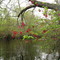 Spring Budding