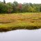 Pond in the Fall