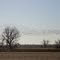 Snow Geese Over a Corn Field