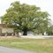 Second largest Southern Red Oak in Oklahoma