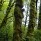Tree Totems
