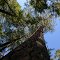 Jeffrey pine