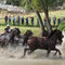 2007 Havenhill Combined Driving Event 4