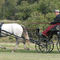 2007 Havenhill Combined Driving Event 8