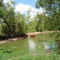 Cows in creek