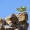 Prickly Pear Growing in Rock