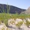 Ocotillo Forest and Bruja Canyon