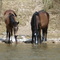 Wild horses