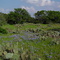 Bluebonnets in Texas Hill Country