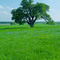 Spring in Texas - Oak Tree with Bluebonnets