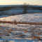 Winter Prairie