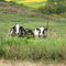 Cows watching cars go by on County Road Z