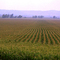 That's a lot of corn