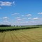 Wheatfield Township, MI