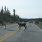 Caribou