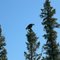 Bald eagle Richardson highway near Gakona