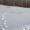 Moose tracks in the great Alaskan wilderness