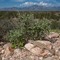 Leopard Lizard on the pass