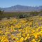 Peloncillo poppies