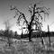 DEAD TREE